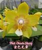 Phal. Chiada Sherry